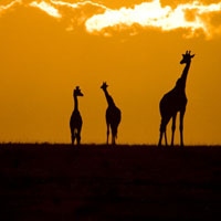 长颈鹿的世界