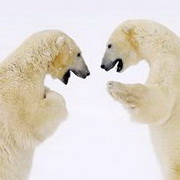 北极熊可爱头像图片1