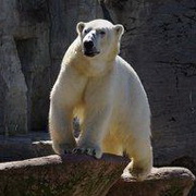 北极熊可爱头像图片12
