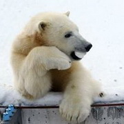 北极熊可爱头像图片13