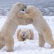 北极熊可爱头像图片14