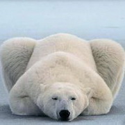 北极熊可爱头像图片15