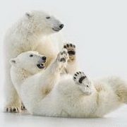 北极熊可爱头像图片16