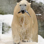 北极熊可爱头像图片17