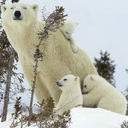 北极熊可爱头像图片18