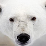 北极熊可爱头像图片19