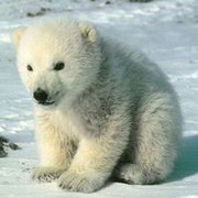 北极熊可爱头像图片20