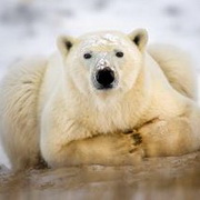 北极熊可爱头像图片21