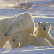 北极熊可爱头像图片22