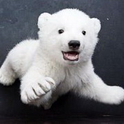 北极熊可爱头像图片23
