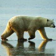 北极熊可爱头像图片25