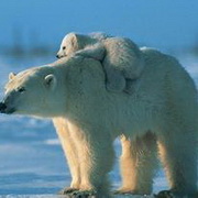 北极熊可爱头像图片26