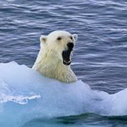 北极熊可爱头像图片27
