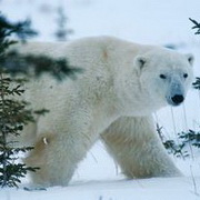 北极熊可爱头像图片28