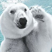 北极熊可爱头像图片29