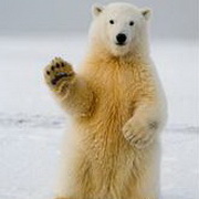 北极熊可爱头像图片3