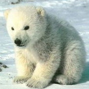北极熊可爱头像图片30