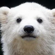 北极熊可爱头像图片31