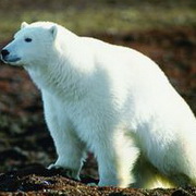 北极熊可爱头像图片32