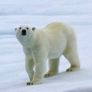 北极熊可爱头像图片33