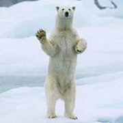 北极熊可爱头像图片34