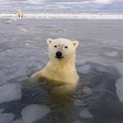 北极熊可爱头像图片36