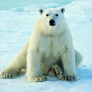 北极熊可爱头像图片38