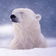 北极熊可爱头像图片39