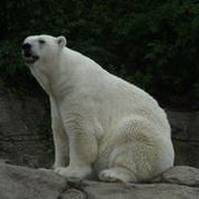 北极熊可爱头像图片40