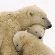 北极熊可爱头像图片41