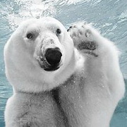 北极熊可爱头像图片43