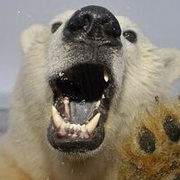 北极熊可爱头像图片5