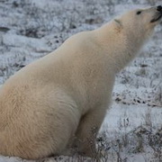 北极熊可爱头像图片6