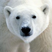 北极熊可爱头像图片7