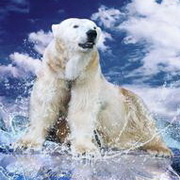 北极熊可爱头像图片8