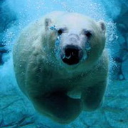 北极熊可爱头像图片9