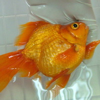 金鱼头像图片29