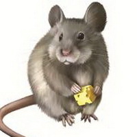 老鼠可爱卡通鼠头像图片29