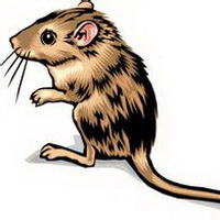 老鼠可爱卡通鼠头像图片5