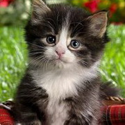 猫咪可爱小猫眯头像图片1
