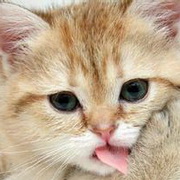 猫咪可爱小猫眯头像图片11