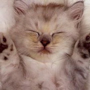 猫咪可爱小猫眯头像图片17