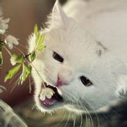 猫咪可爱小猫眯头像图片18