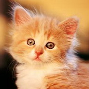猫咪可爱小猫眯头像图片19