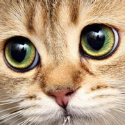 猫咪可爱小猫眯头像图片20