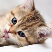 猫咪可爱小猫眯头像图片23