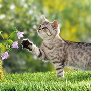 猫咪可爱小猫眯头像图片26