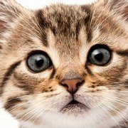 猫咪可爱小猫眯头像图片27
