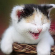 猫咪可爱小猫眯头像图片32