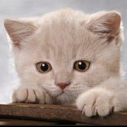 猫咪可爱小猫眯头像图片33